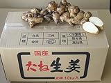 <種生姜>千葉県産 近江生姜 10kg