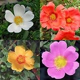 ゆうびポーチュラカ：3.5号ポット おためしＡ4種12株セット[人気] ノーブランド品