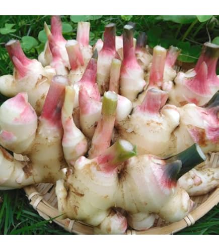 Amazon.co.jp: 金時紅 大生姜 種生姜 長崎県産 山陽種苗 (500g) : DIY