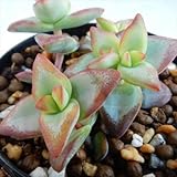 swkクラッスラ サンスター 多肉植物 クラッスラ 7.5cmポット