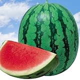 【メール便配送】　国華園　野菜たね　スイカ　F1種なしキング　1袋(8粒)【※発送が国華園からの場合のみ正規品です】