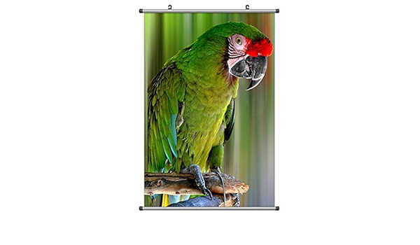 Amazon Co Jp グリーンパロット 動物の写真ポスター掛け軸 40cmx60cm ホーム キッチン