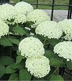 【ノーブランド品】 アジサイ・アナベル 樹高0.4m前後 13.5cmポット 【10本セット】