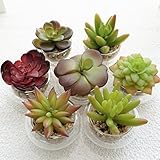 BIO カジュアルグラステラリウム ランダムアソート 多肉植物 エケベリア サボテン 贈り物 卓上 グリーン 癒し 水不要 造花 (スモールアソート)