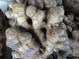千葉産 種生姜 1箱2,5kg 大生姜