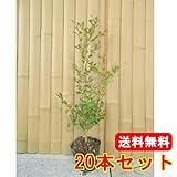 【ノーブランド品】ボックスウッド樹高0.3m前後10.5cmポット【50本セット】