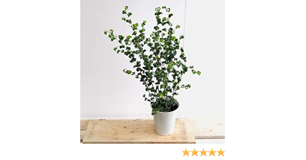 Amazon Co Jp 観葉植物 フィカスベンジャミン ベンジャミナバロック プラポット ホーム キッチン