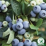 ブルーベリー 苗 【 オニール （サザンハイブッシュ系） 】 4年生 挿し木苗 ※時間帯指定不可