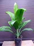 観葉植物 Ti leaf ティーリーフ ティ・リーフ 苗木 5号生産ポット植え