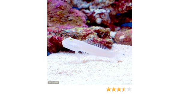 Amazon 海水魚 ミズタマハゼ １匹 北海道 九州 沖縄航空便要保温 Charm チャーム 観賞魚 水中生物 通販