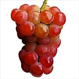 国華園　果樹苗　ブドウ　彩雲　1株【※発送が国華園からの場合のみ正規品です】