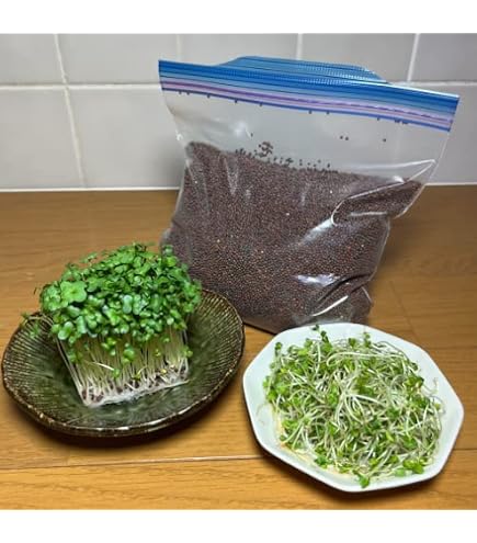 Amazon.co.jp: ブロッコリースプラウト用種子 (1000ml) : DIY・工具