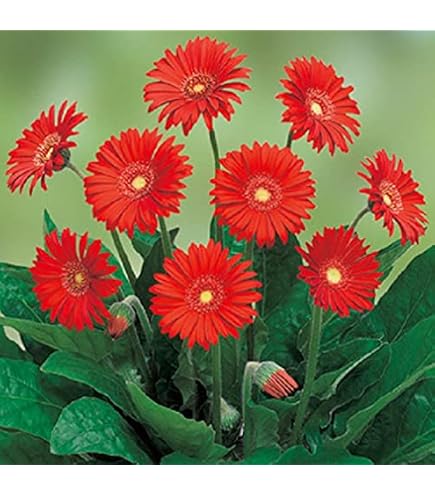 Amazon｜原種ガーベラ 種 25粒｜観葉植物 オンライン通販