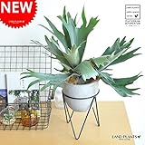 LAND PLANTS コウモリラン アイアンスタンド × メントポット