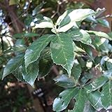 【ノーブランド品】アラカシ3.5号ポット 20本セット[常緑のどんぐりの木　生垣　庭木に！]