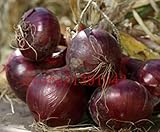 100 onion Seeds Giant Onions Eksibishen Organic Russian Heirloom Vegetable Seeds for home garden 3