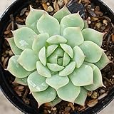 ティッピー 7.5cmポット エケベリア Echeveria Tippy 福岡県産 多肉植物 多肉 観葉植物 インテリアグリーン 寄せ植えに