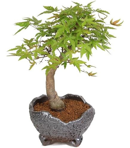 Amazon | 遊恵盆栽 寄せ植え：出猩々もみじ寄せ盆栽*bonsai | 盆栽