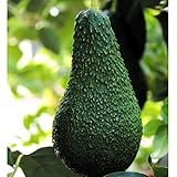 国華園　果樹苗 アボカド ピンカートン 1株【※発送が国華園からの場合のみ正規品です】