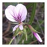 Pelargonium myrrhifolium var fruticosum - syn: Pelargonium longicaule - 5 seeds