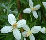 オリエンタリス系 クレマチス 生育2年生以上株 バックランド・カスケード 13.5ｃｍロングポット