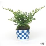 CUPBON シノブ そばちょこ 点十草 盆栽 造花 フェイクグリーン