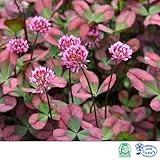 クローバー：ティントワイン2.5号ポット 5株セット[カラーリーフプランツ][MPS] ノーブランド品