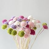 【Blooming＆me】フラワーデザイナーおすすめ！ ドライフラワー マルガリータ・グランデ 25g【選べるカラー全4色】 (プリンセスピンク) [並行輸入品]