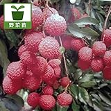ライチ（レイシ）：6号ポット[楊貴妃がこのんだと言われるおいしいフルーツの苗木][果樹苗] ノーブランド品