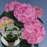 あじさい苗　【ピンクダイヤモンド苗木】　5号鉢　あじさい　アジサイ　紫陽花　花鉢植え　花