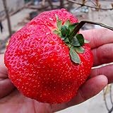 ストロベリー種子 -巨大なイチゴ種子 ストロベリー植物種子 - 植え付けのためのイチゴ種子 - イチゴ種子 - 300個巨大赤色イチゴ種子家宝スーパーストロベリーガーデンシード (レッド)