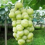 ぶどう 苗木 瀬戸ジャイアンツ 12cmポット苗 ブドウ苗 葡萄