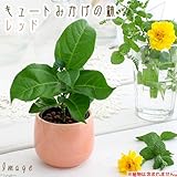 キュートみかげの鉢 レッド(φ7.0×H7.0cm)(ハイドロ苗6φに対応)