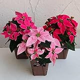 プリンセチア2.5号ポット3色セット ノーブランド品