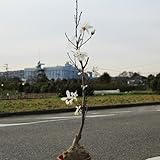 庭木・植木：マグノリア（バレリーナ）見た目も香りも華やか！　ヤマト便大型商品発送！