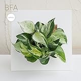 フォトフレームタイプ鉢カバーBFA（ホワイト）＆ポトス・ステータス ノーブランド品