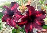 40 Fresh seedsアデニウム アラビカム オベスム 砂漠のバラ種子(40粒)塊根植物種子Adenium obesum Desert Roses seeds no195-Jupiter