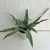 クリプタンサス：グリーンタイガー5号鉢