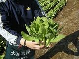 武蔵野種苗 チンゲン菜ばな 華賞味 4ml