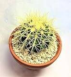 サボテン　金鯱　エキノカクタス　棘物　観葉植物　緑　グリーン　