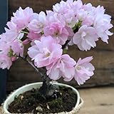 一才桜 3.5号 即完売 テーブルで楽しむ 旭山 ガーデニング 観葉植物