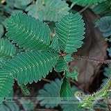 ピンクの花の種子、オリジナルパック、20種子/パック、盆栽敏感工場Bashfulgrass F002と家宝ミモザPudica