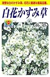 アタリヤ農園 ガーデニング用品 種 白花カスミ草