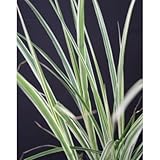 ススキ・シマススキ(縞薄 大株) グラスガーデン 植木 花壇 多年草