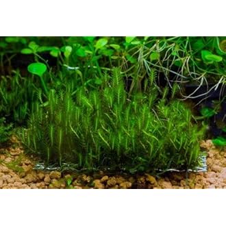 Amazon Co Jp ほしい物ランキング 生体 水草 で ほしい物リストとレジストリに最も多く追加された商品 Amazon Co Jp ほしい物ランキング 生体 水草 で ほしい物リストとレジストリに最も多く追加された商品