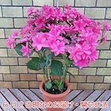 あじさい祭り5号鉢 ダンスパーティーピンク ＊・大きさの関係でアジサイ以外の他品との同梱不可 ＊関東甲信越地域以外は出荷地からの関係で別途送料が発生します