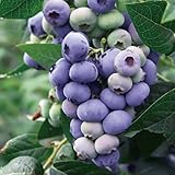 [ハイブッシュ系]ブルーベリー：ダロー5号ポット[大実系・育てやすい晩生種][苗木] ノーブランド品