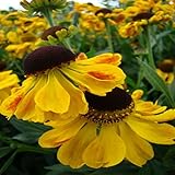 【宿根草】ヘレニウム「エルドラド」