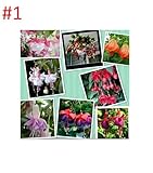 100 PCs./pack Fuchsia Seeds, potted Flowers, Diy Planting Flowers, bell Flower, lantern Begonia, mix