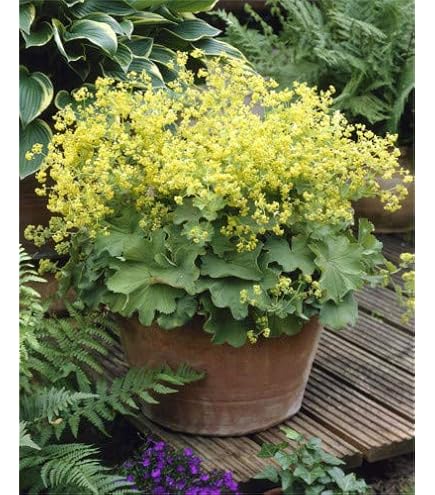 Amazon.co.jp: 宿根草 苗 アストランティア ローマ 10.5cmポット